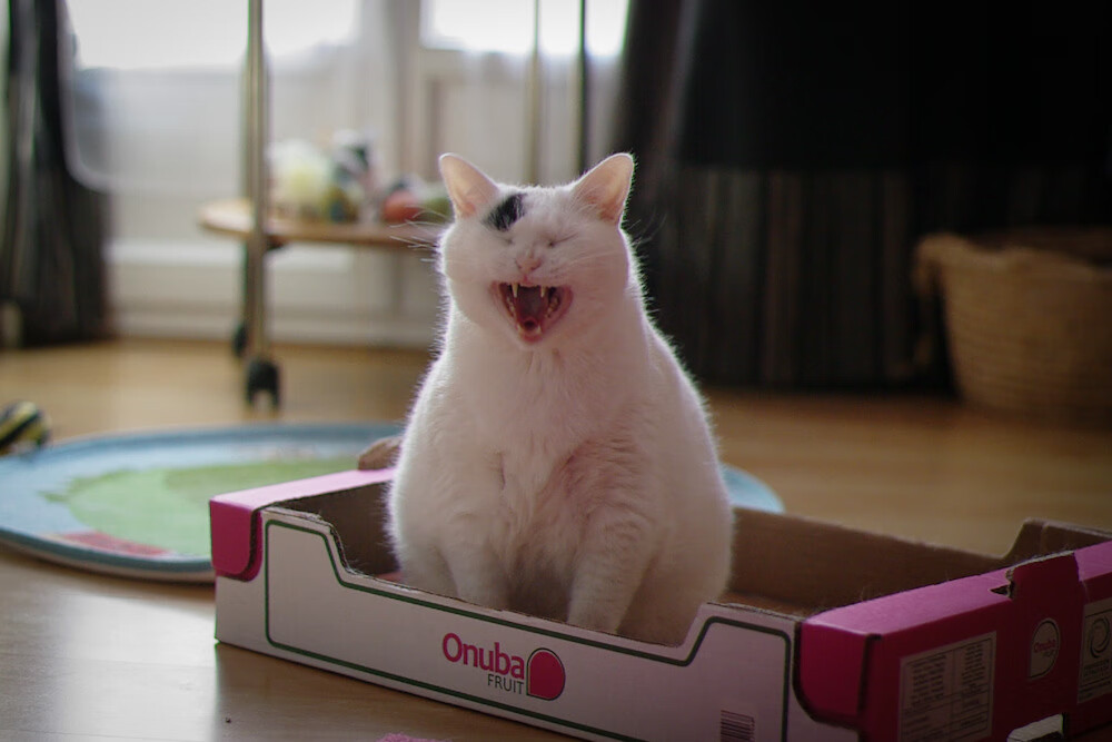 leyu乐鱼在线登录入口-冰壶世界杯中，中国混双组合全胜晋级四强，世界混双冰壶锦标赛