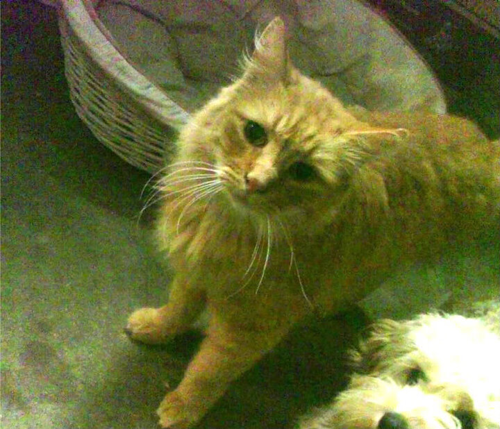 乐鱼app-欧洲巨星篮球夏季巡回赛激情开幕，球迷沸腾，欧洲篮球集锦