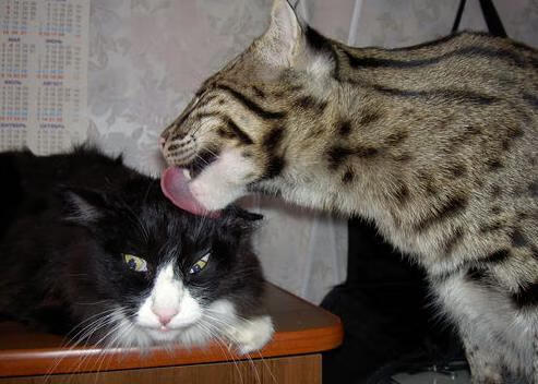 瓦伦西亚逆袭,暴力鸟轰炸迎来胜利,瓦伦西亚百度百科