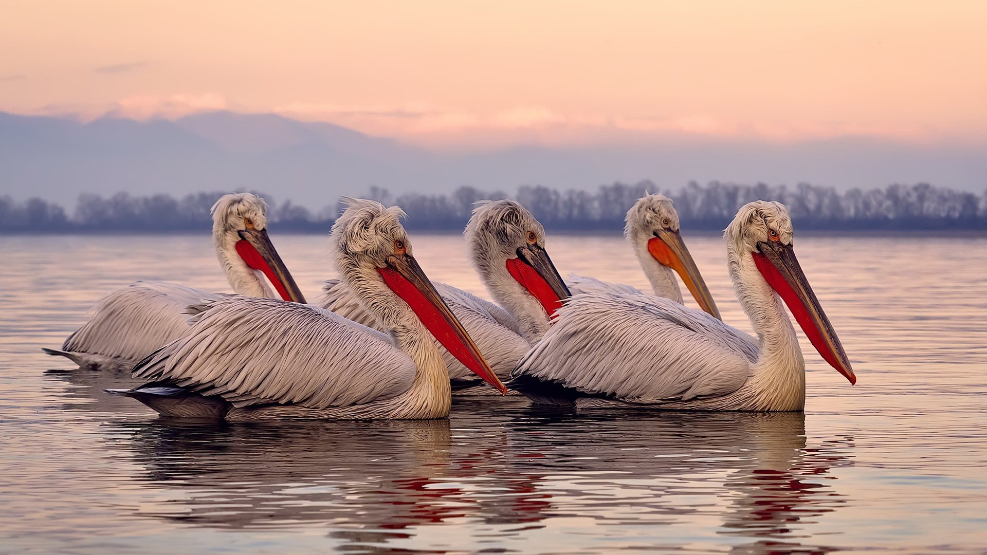 篮球赛场领头羊将参加重要国际赛,篮球的国际赛事