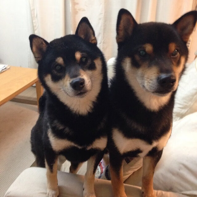 联盟是否应与学校联合开展篮球课程,学校联盟成员是什么意思