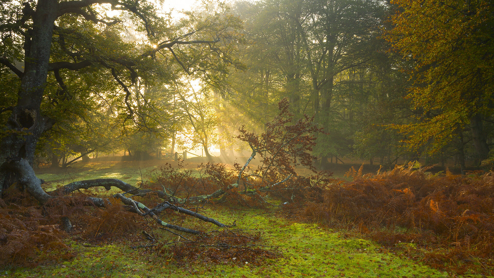 leyu乐鱼官网登录入口-里昂爆冷负于亚眠，客场不敌对手，里昂去哪了