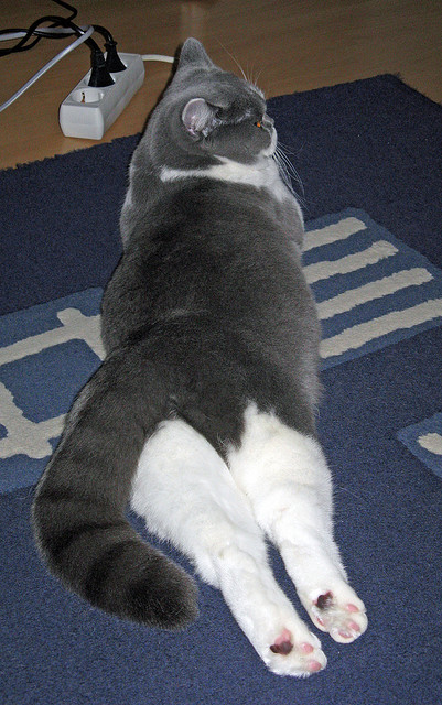 CBA联赛品牌重塑提升观感与专业度,cba联赛介绍