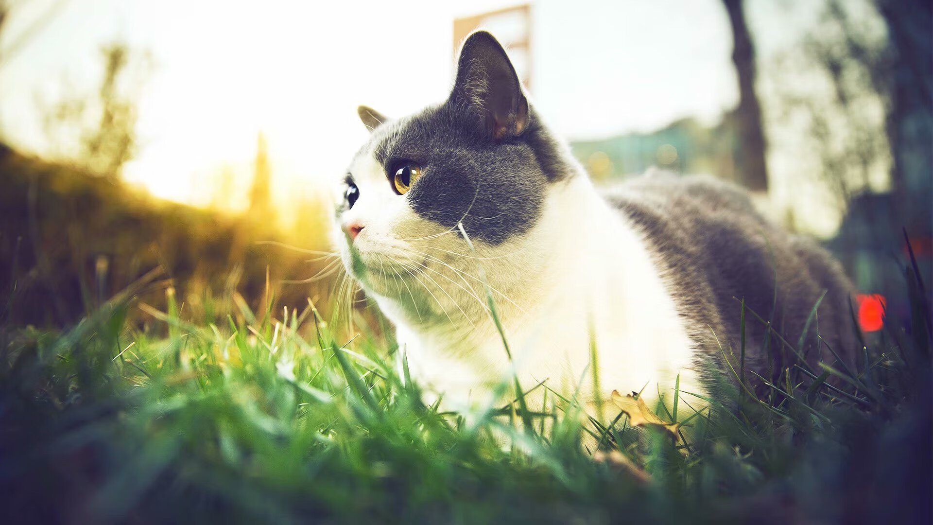 主力替补能力差异是否决定教练换人时机选择,主力换替补干脆投降算了