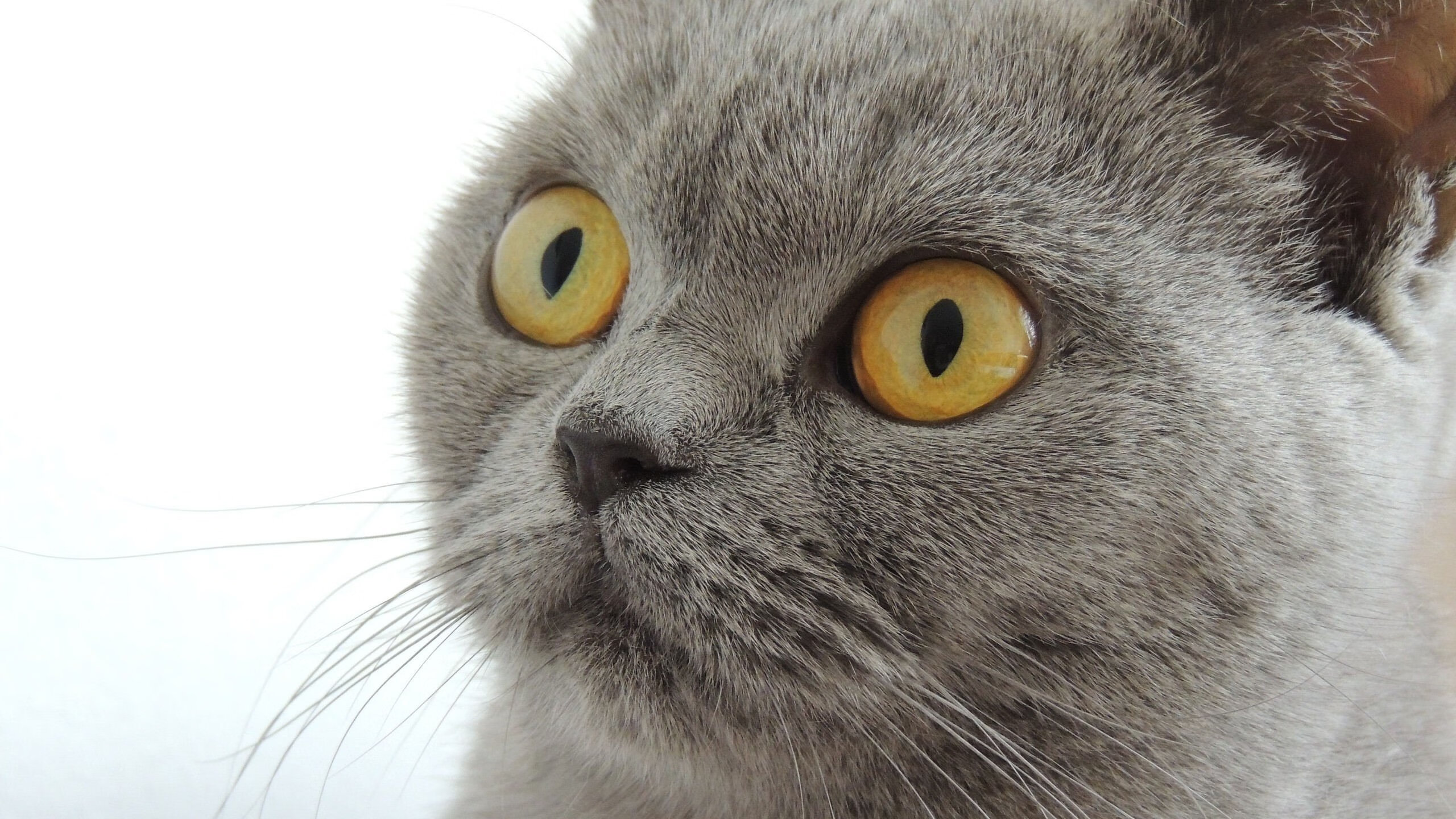 亚特兰大持续加强反击速度打破僵局,亚特兰大进攻太强了