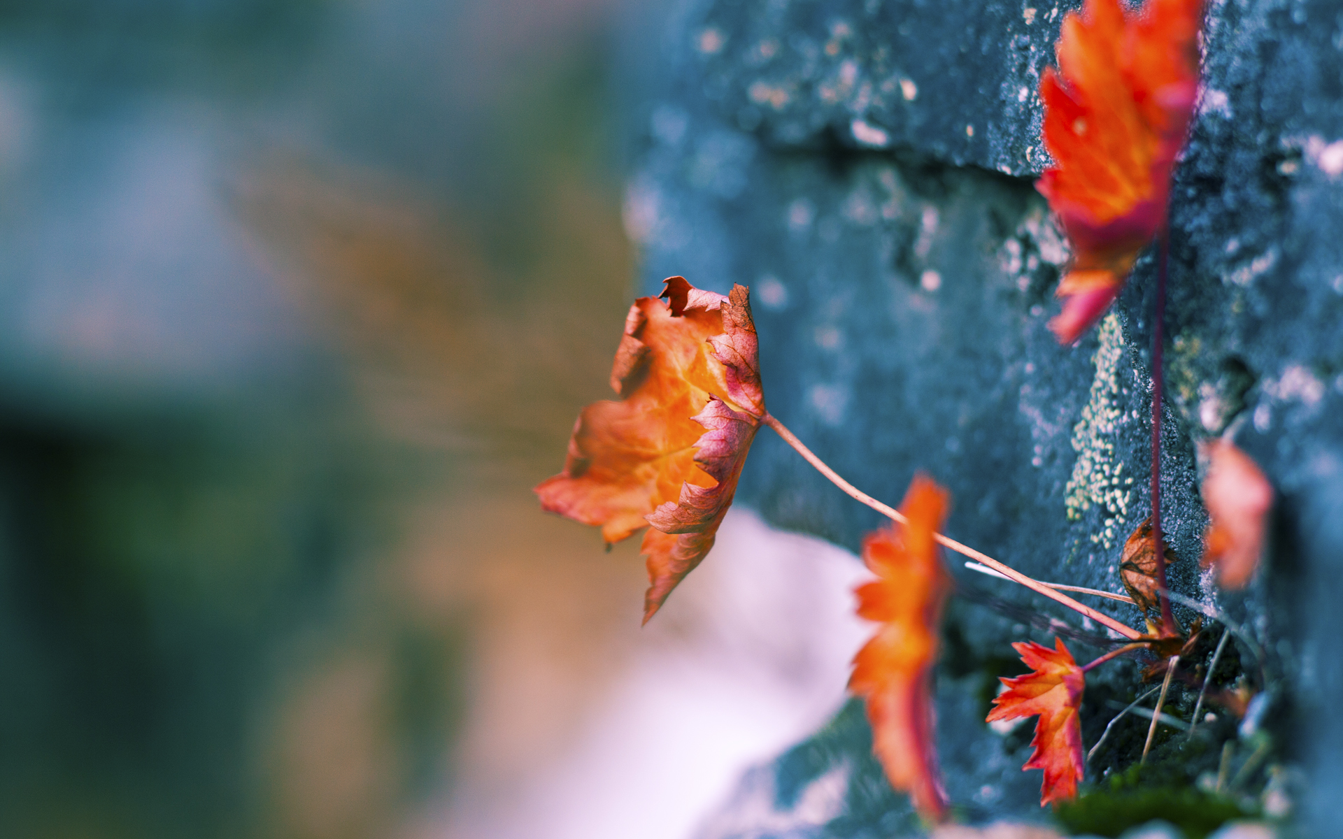 乐鱼电竞在线平台-体育新闻中心发布智慧健身内容生态构建方案，推行智慧健身的意义