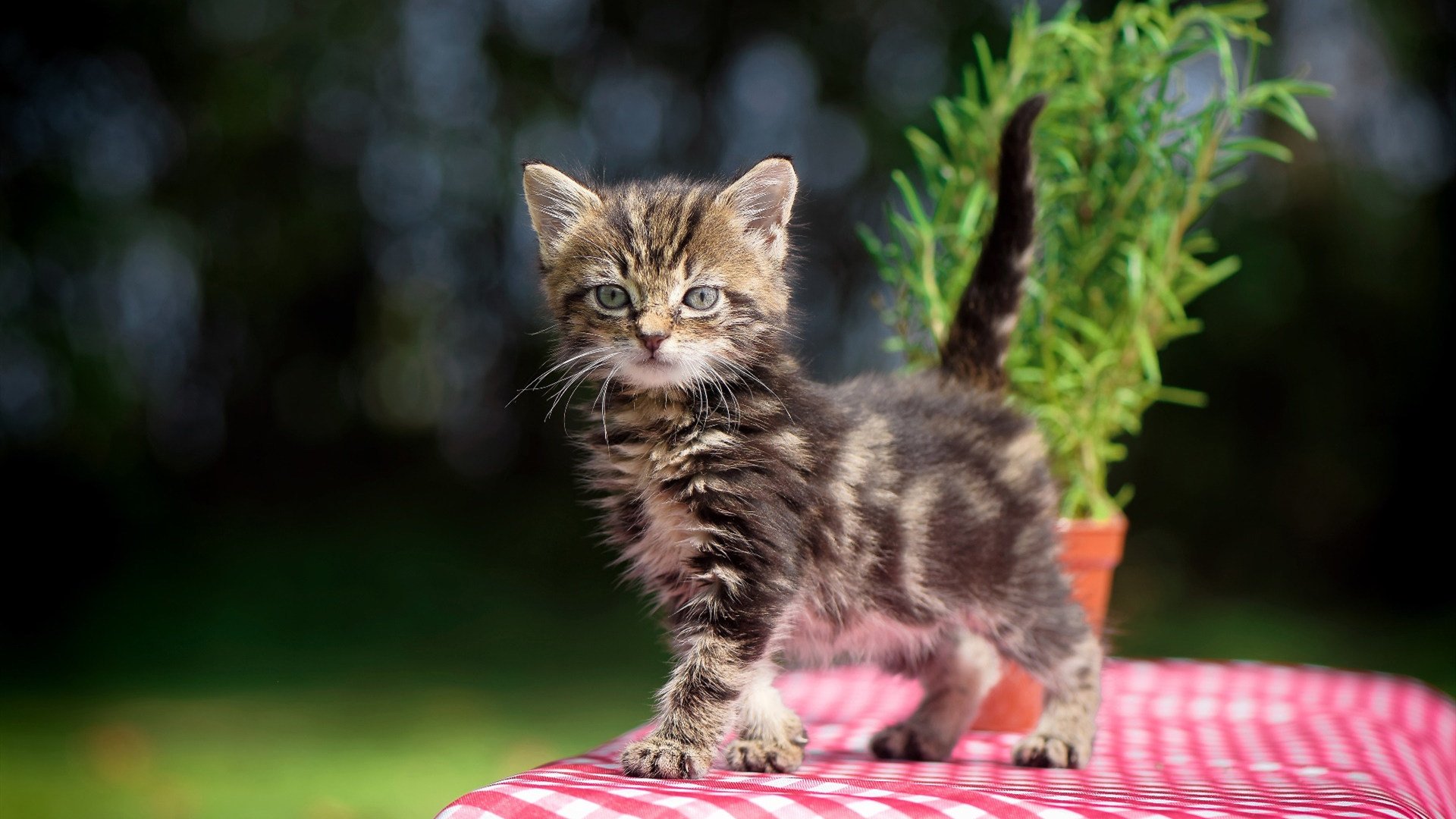 乐鱼电竞在线平台登录入口-掘金前场篮板持续压制对手，掘金队前锋